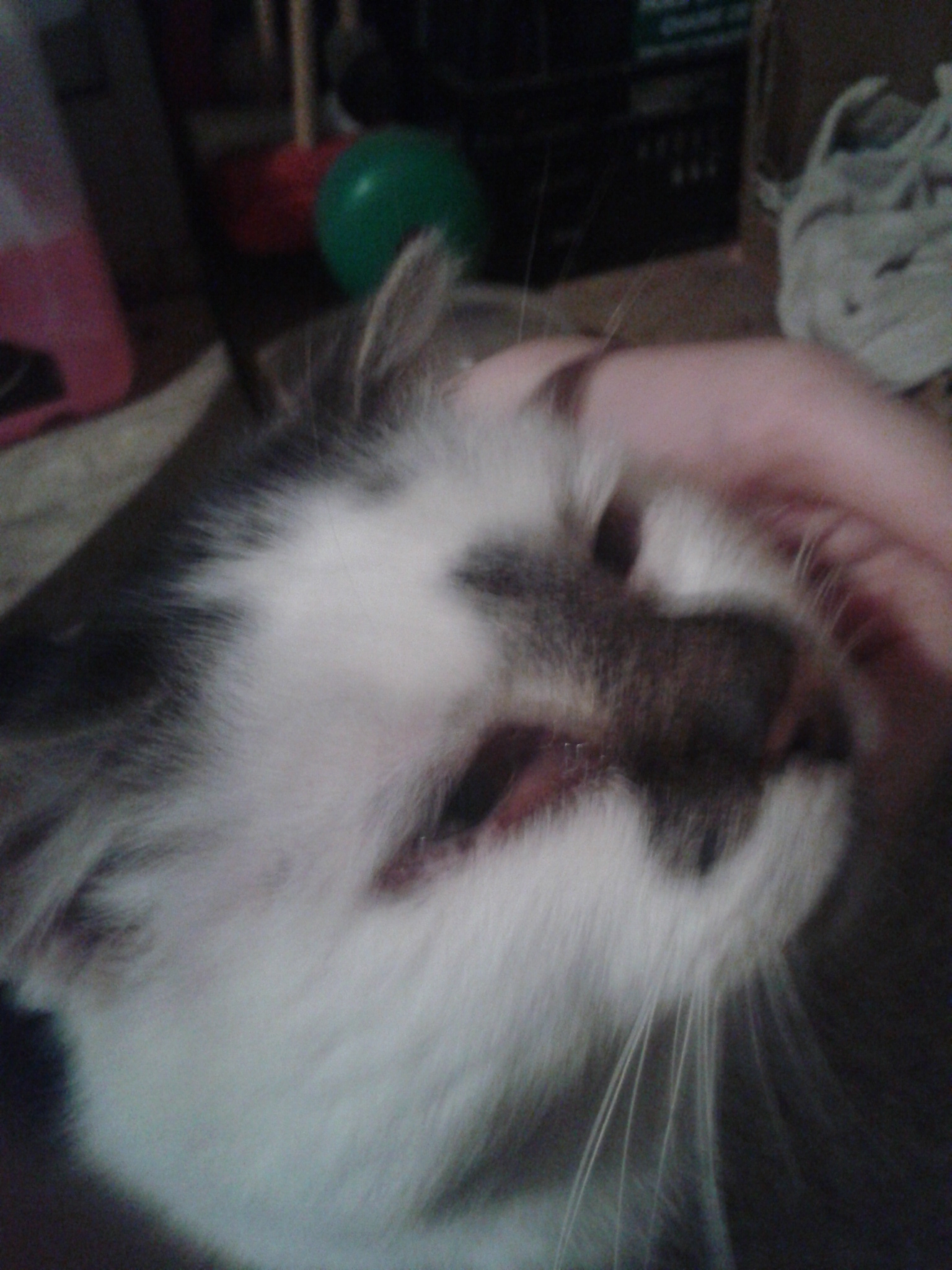 Sorte De Plaque Rouge Sous L Oeil De Mon Chat Medecine Veterinaire Forum Animaux Doctissimo