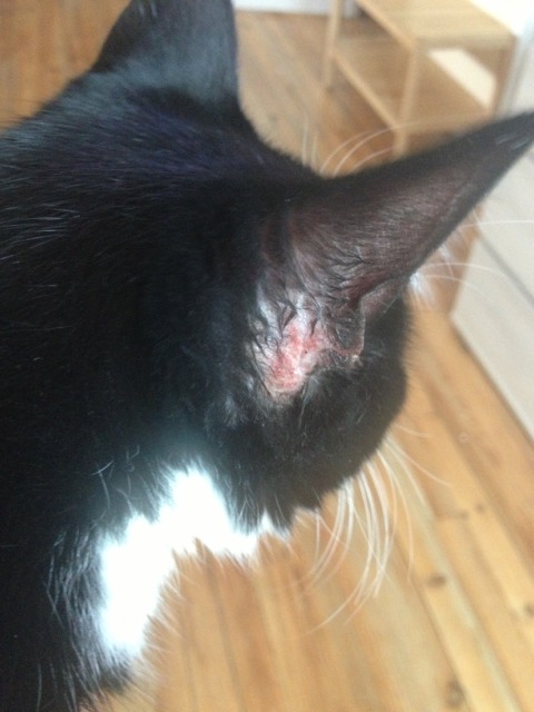 Plaie Derriere L Oreille De Gribouille Chats Forum Animaux Doctissimo