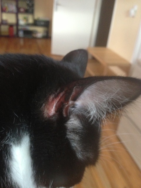 Plaie Derriere L Oreille De Gribouille Plaie Derriere L Oreille De Gribouille