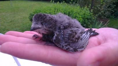 Urgence Oisillon Oiseaux Forum Animaux Doctissimo Urgence Oisillon Oiseaux Forum Animaux Doctissimo