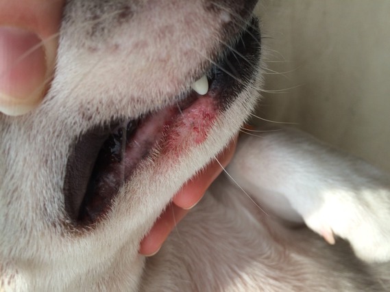 Rougeurs Sur La Babine