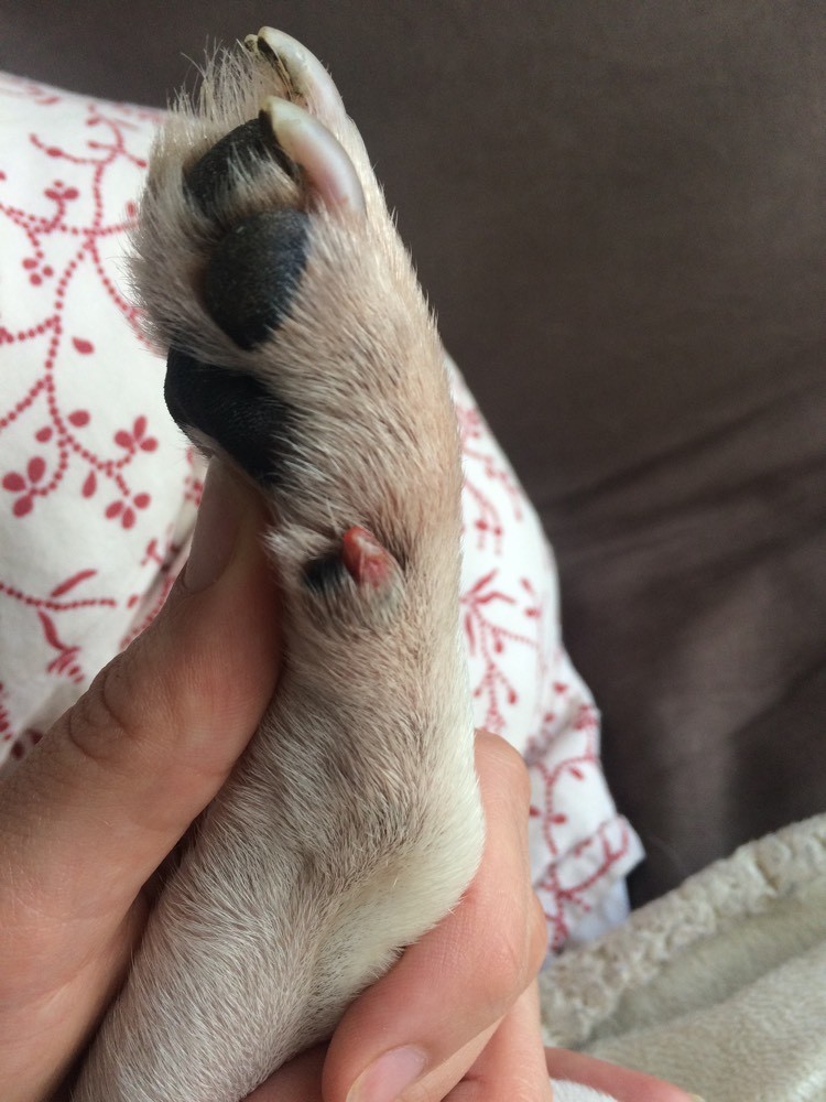 Blessure Ergot La Sante De Votre Chien Chiens Forum Animaux Doctissimo