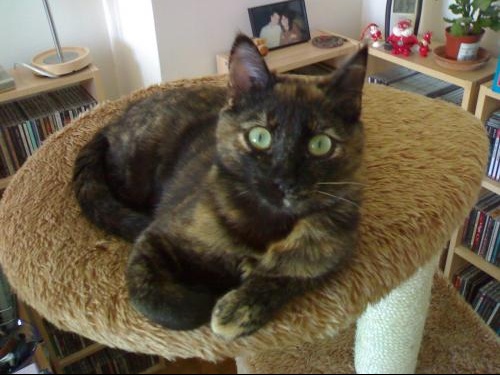 A Tous Ceux Qui Ont Une Ecaille De Tortue Chats Forum Animaux A Tous Ceux Qui Ont Une Ecaille De Tortue Chats Forum Animaux