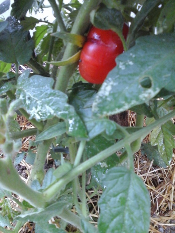 tomates 019