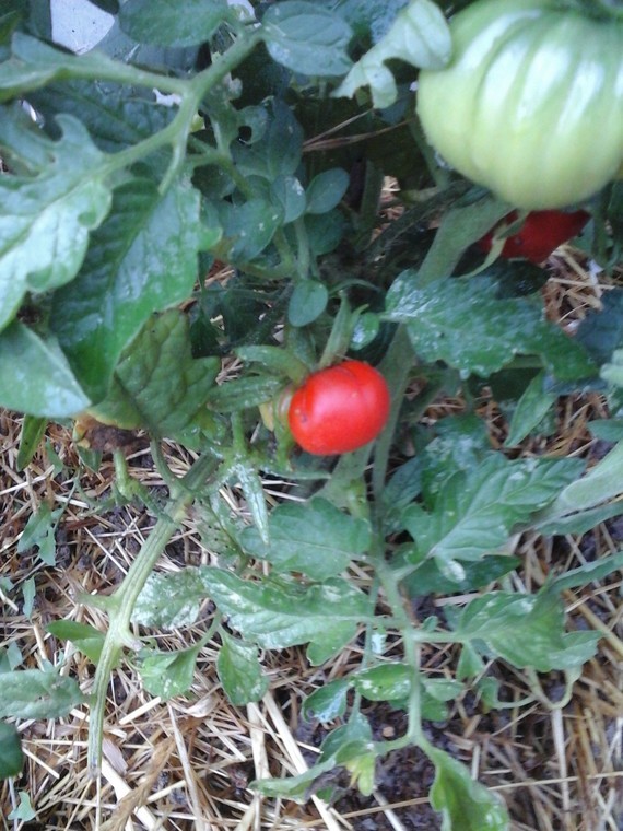 tomates 017