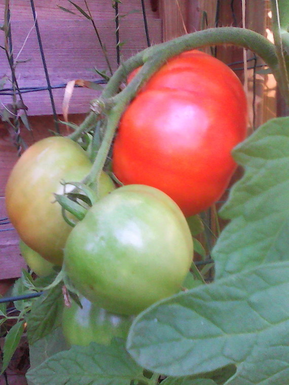 tomates 004