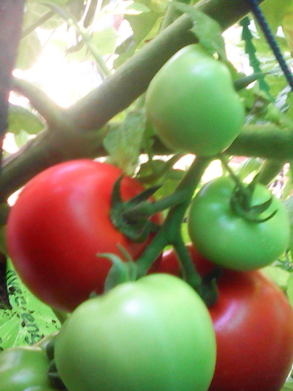 tomates 002