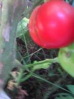 tomates 001