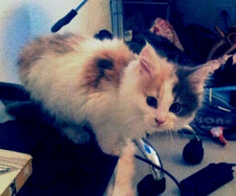 Courbe De Croissance D Un Maine Coon Courbe De Croissance D Un Maine Coon