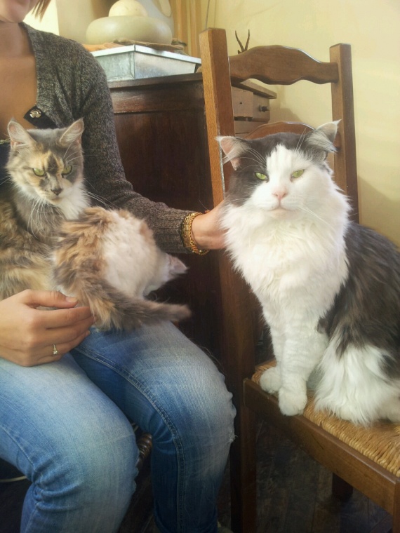 Courbe De Croissance D Un Maine Coon