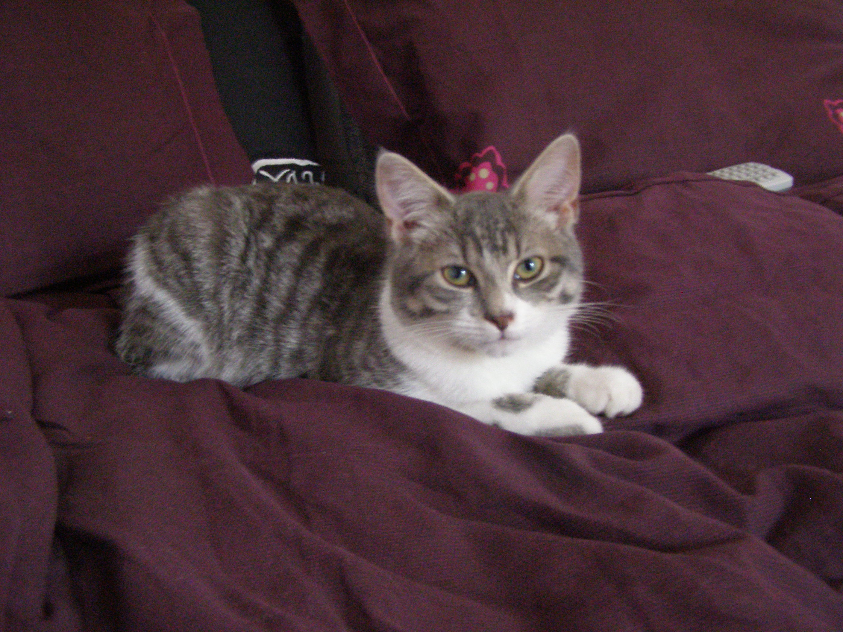 Mon Chat Fait Pipi Sur Mon Tapis Chats Forum Animaux Mon Chat Fait Pipi Sur Mon Tapis Chats Forum Animaux