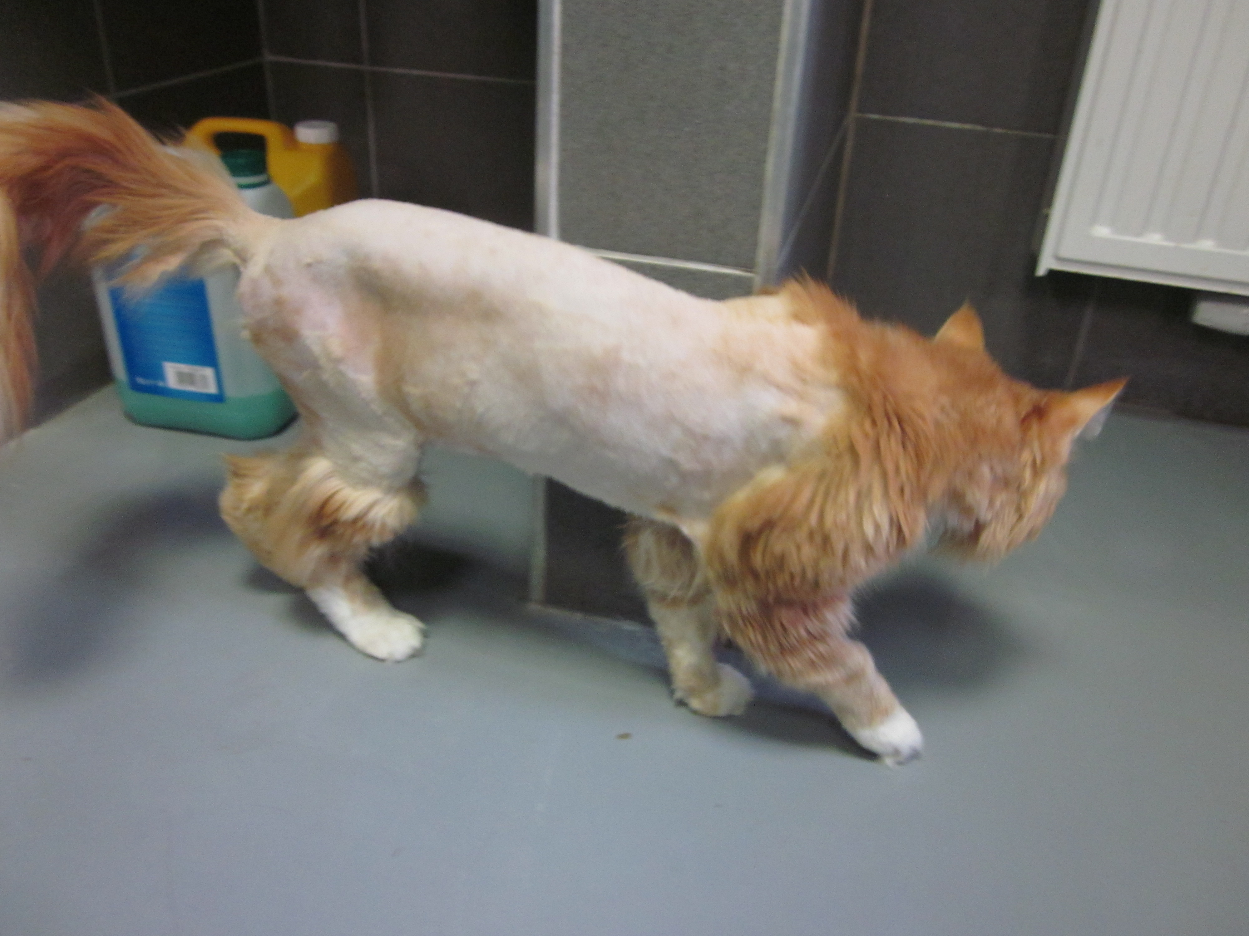 Mon Chat Est Ravage Par Les Noeuds Et Les Puces Page 2 Chats Forum Animaux Mon Chat Est Ravage Par Les Noeuds Et Les Puces Page 2 Chats Forum Animaux