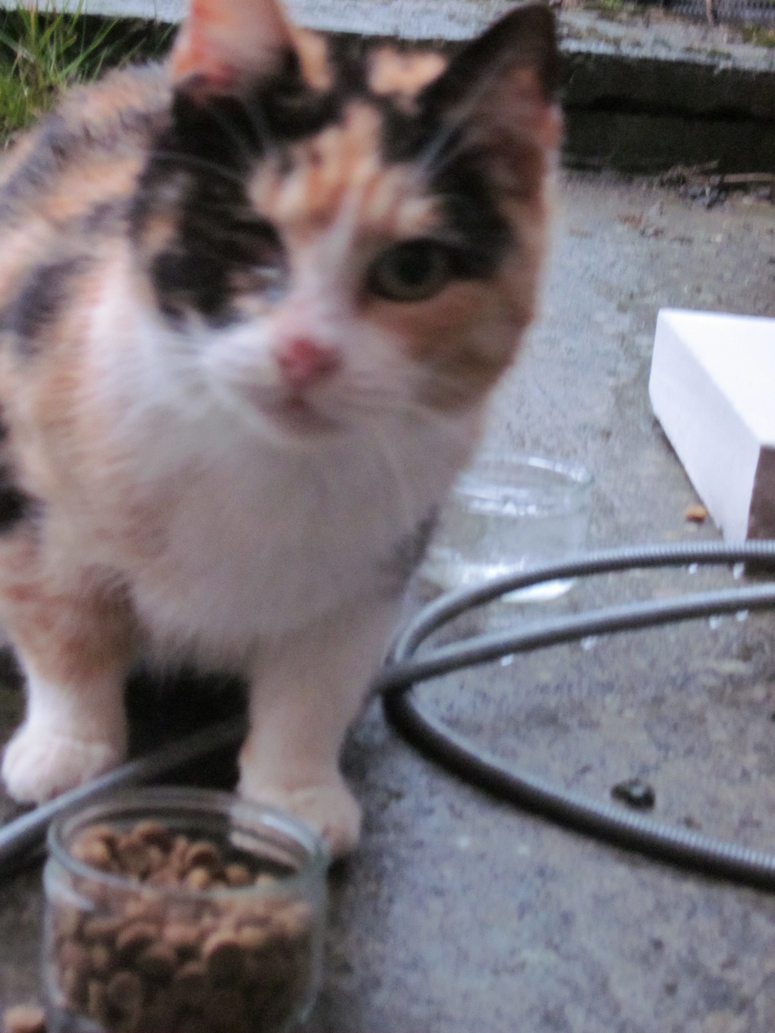 Probleme A L Oeil Chat Voir Photo Chats Forum Animaux Doctissimo Probleme A L Oeil Chat Voir Photo Chats Forum Animaux Doctissimo