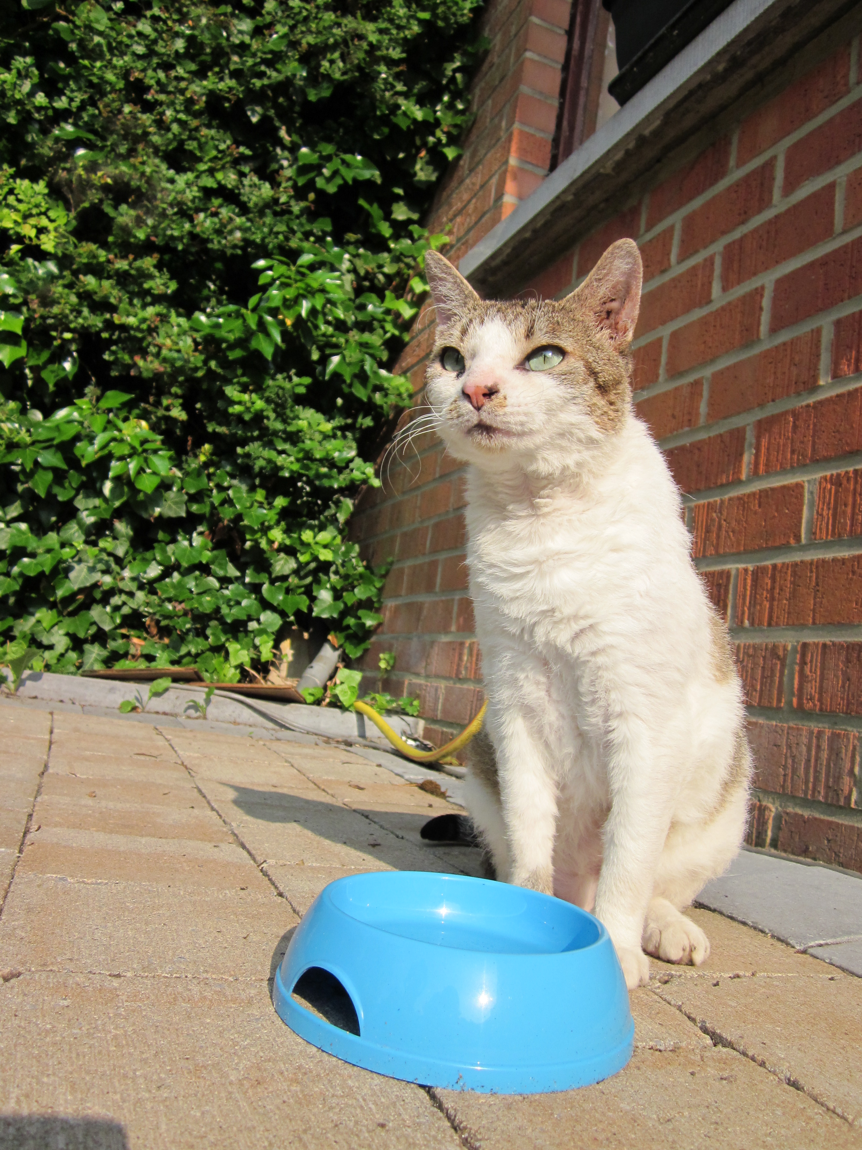 Chaton Nouveau Ne Qui Ne Miaule Pas La Sante De Votre Chat Chats Forum Animaux Doctissimo Chaton Nouveau Ne Qui Ne Miaule Pas La Sante De Votre Chat Chats Forum Animaux Doctissimo