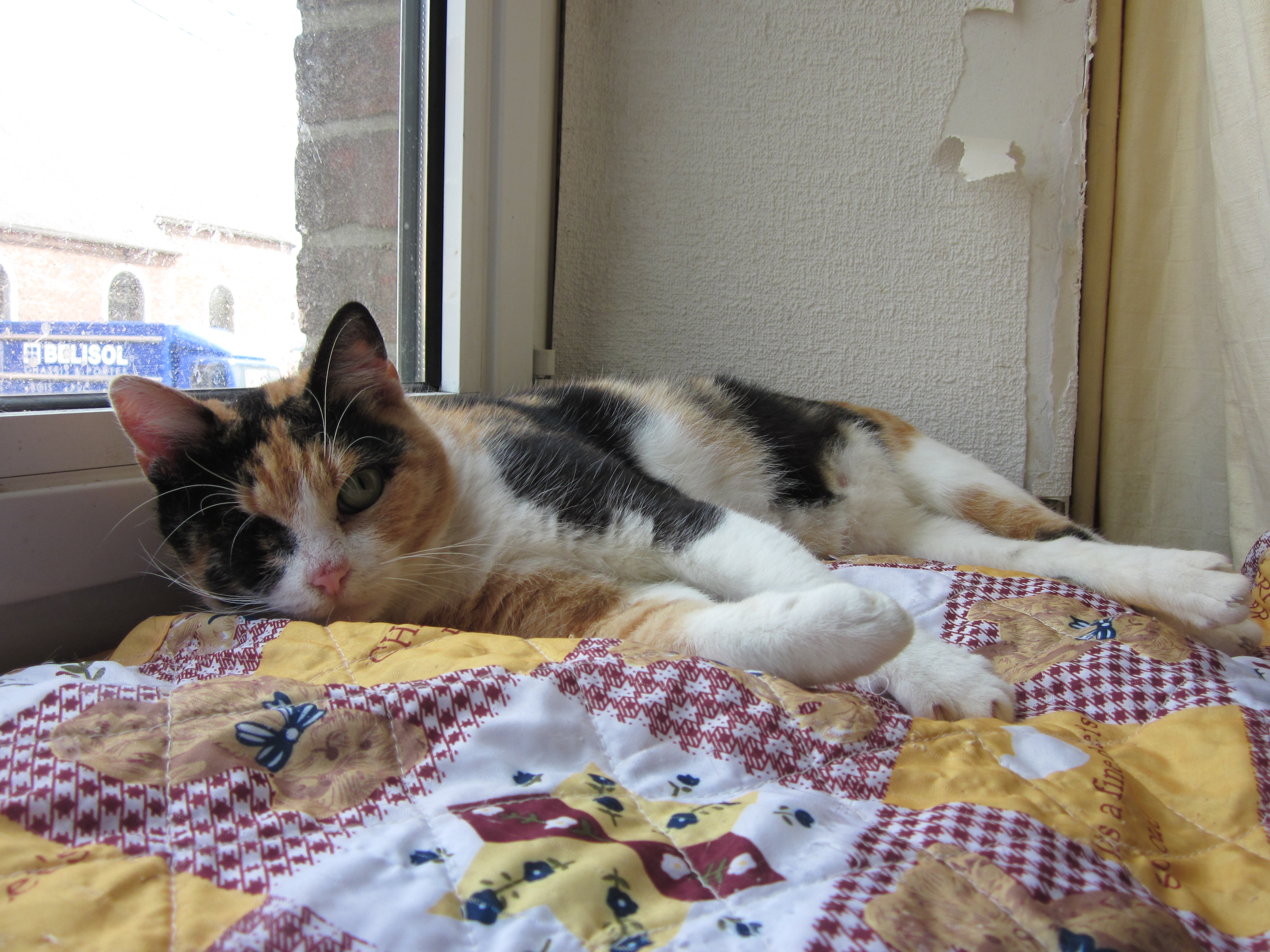 Enucleation Pour Hope Chats Forum Animaux Enucleation Pour Hope Chats Forum Animaux