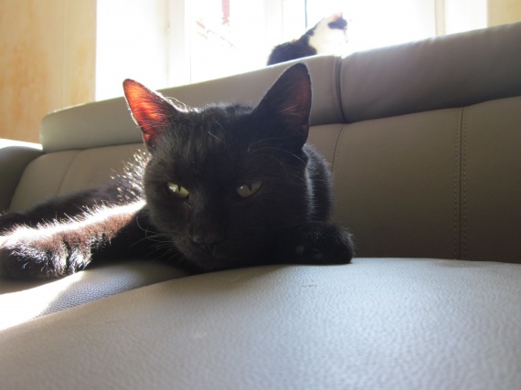 Mon Chat Respire Fort Quand Il Joue Mon chat respire fort - Chats - FORUM Animaux - Doctissimo