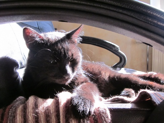 Mon Chat Respire Fort Quand Il Joue