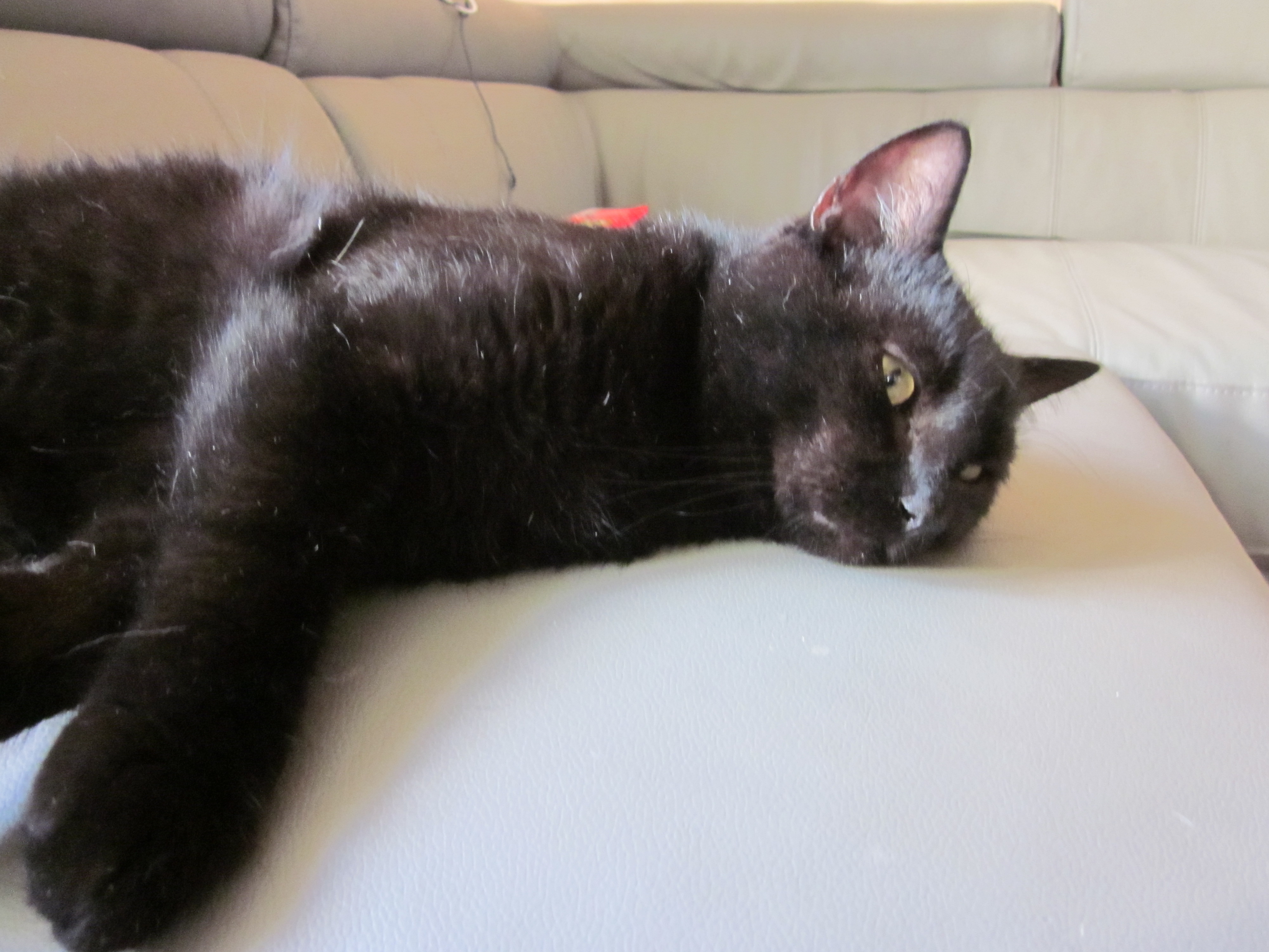 Mon Chat Respire Fort Chats Forum Animaux