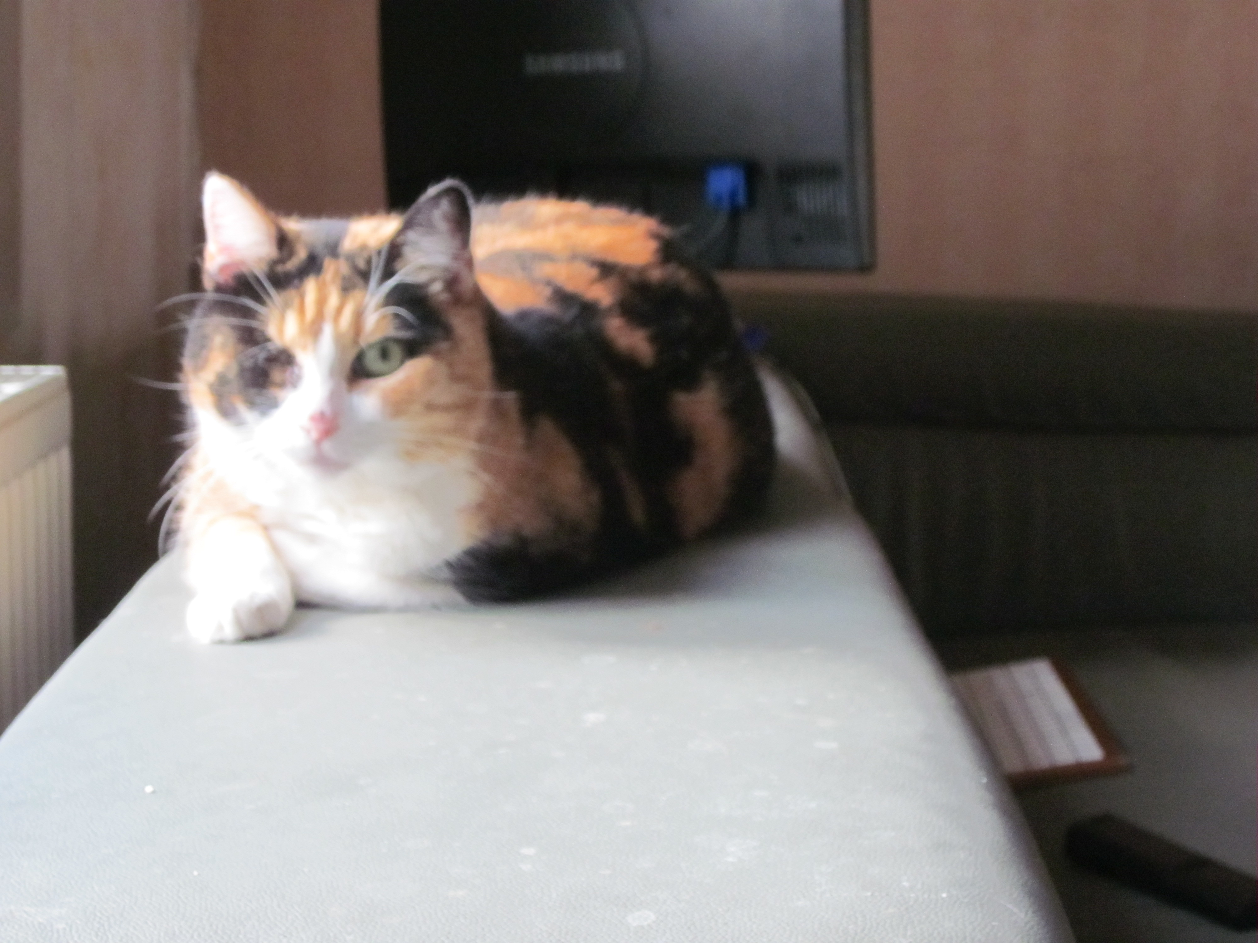 Recherche Temoignages Chat Avec U Oeil Chats Forum Animaux Doctissimo Recherche Temoignages Chat Avec U Oeil Chats Forum Animaux Doctissimo