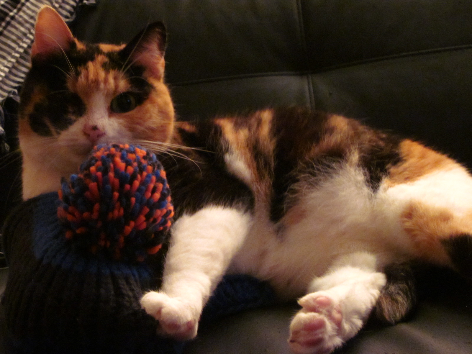 Enucleation Pour Hope Chats Forum Animaux