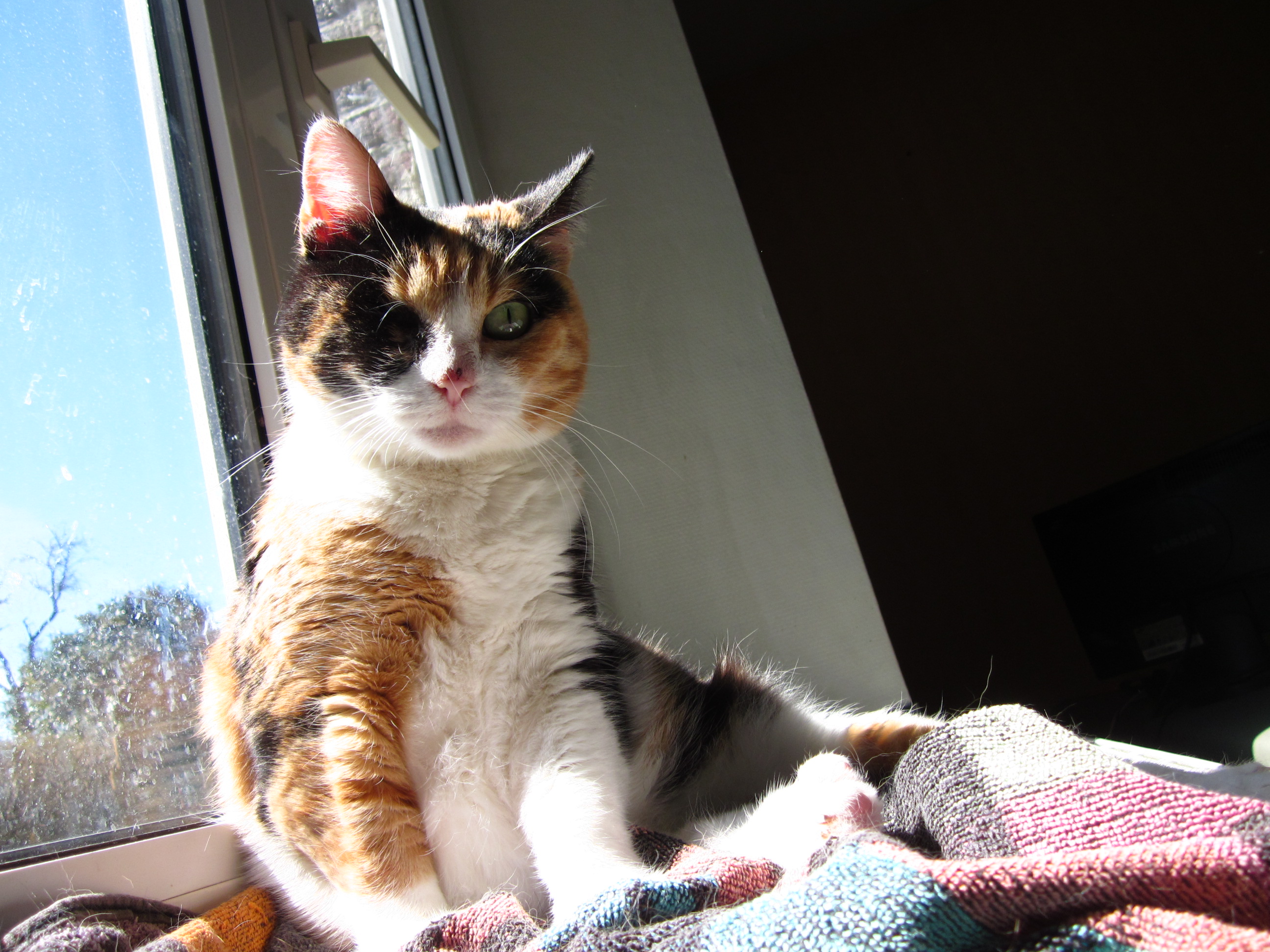 Enucleation Pour Hope Chats Forum Animaux Enucleation Pour Hope Chats Forum Animaux