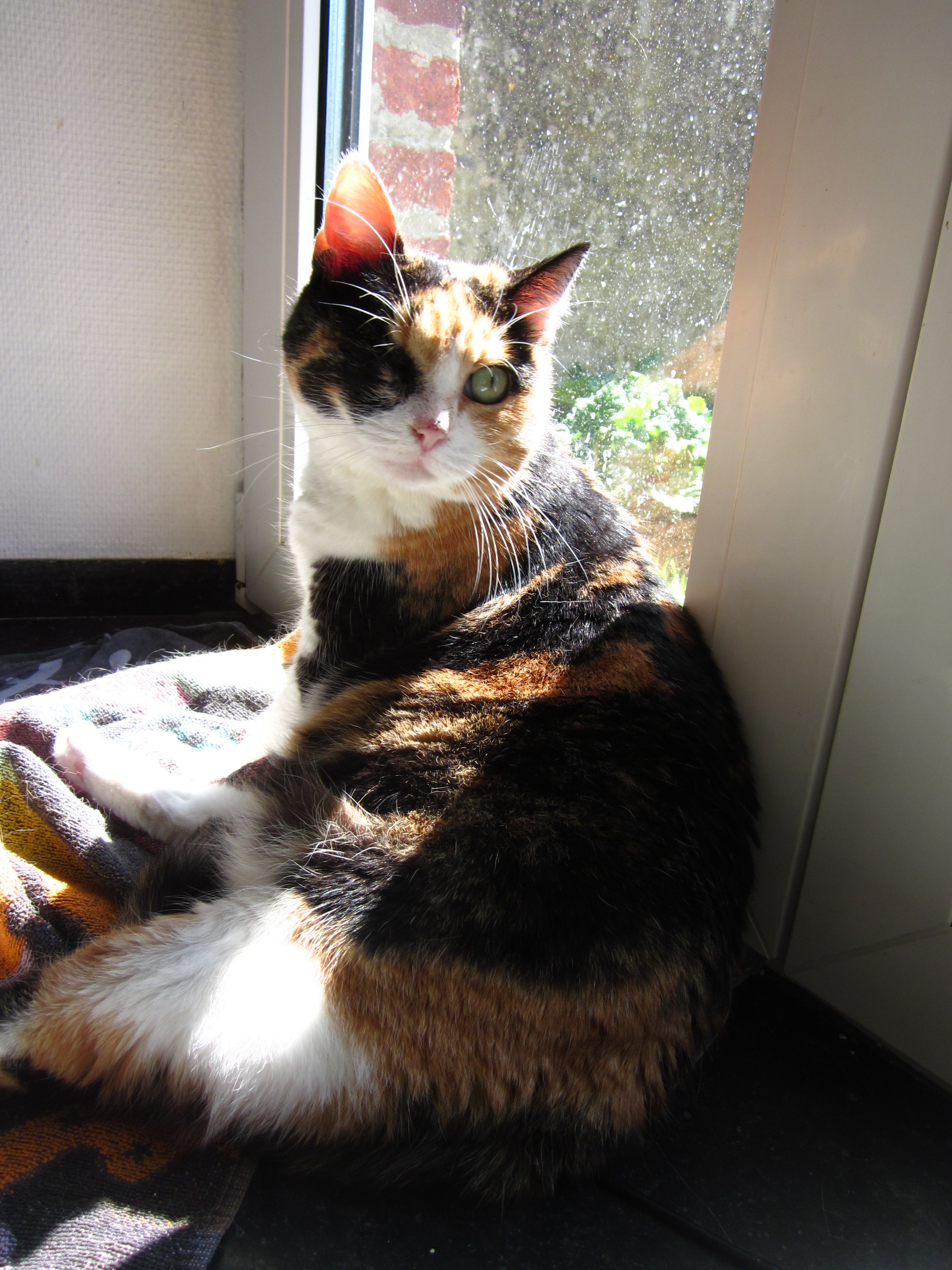 Recherche Temoignages Chat Avec U Oeil Chats Forum Animaux Doctissimo Recherche Temoignages Chat Avec U Oeil Chats Forum Animaux Doctissimo