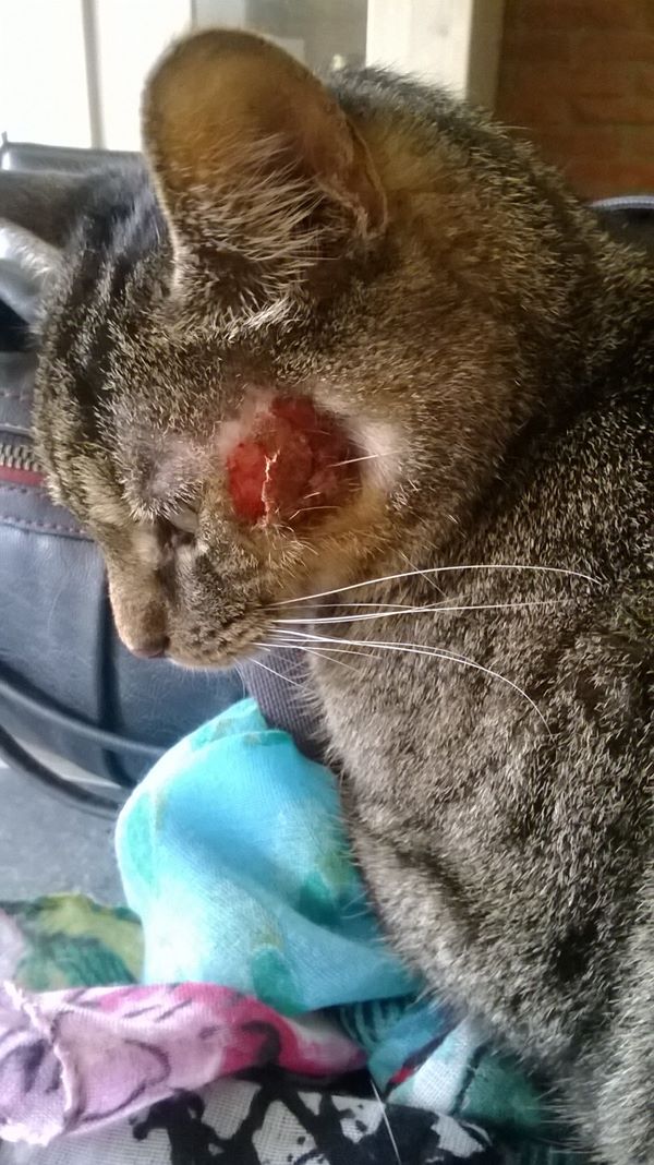 Blessure Au Dessus Des Yeux Chats Forum Animaux Doctissimo