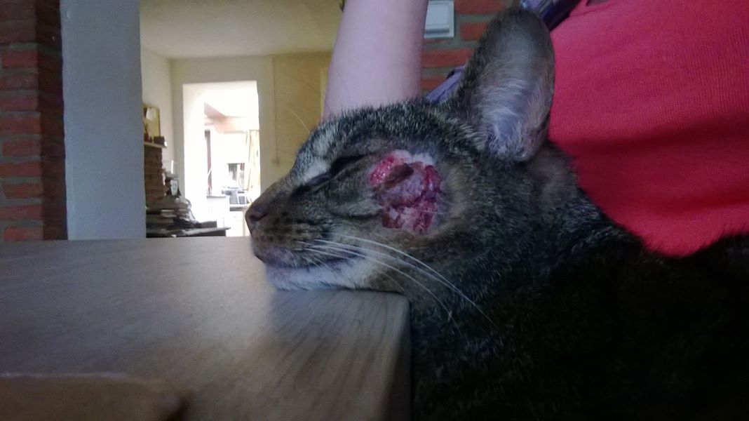 Blessure Au Dessus Des Yeux Chats Forum Animaux Doctissimo Blessure Au Dessus Des Yeux Chats Forum Animaux Doctissimo