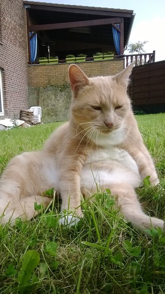 Chaton Nouveau Ne Qui Ne Miaule Pas La Sante De Votre Chat Chats Forum Animaux Doctissimo Chaton Nouveau Ne Qui Ne Miaule Pas La Sante De Votre Chat Chats Forum Animaux Doctissimo
