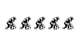 Évolution du singe