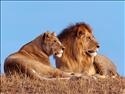 Lion_couple