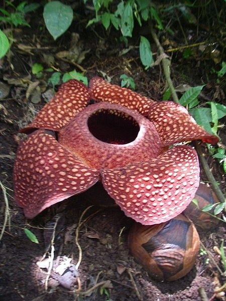 insolite_plante_bizarre004_Rafflesia arnoldii