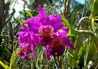jardin_orchidees_010002