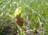 Ophrys Araignée1