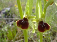 Ophrys Litigieux