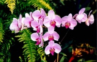 orchidee-fete-mere