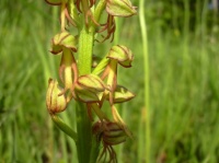 Orchis Anthropophora - Orchis Homme-Pendu
