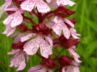 Orchis Pourpre