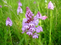 Orchis Pyramidale