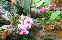 orquideas-estepona