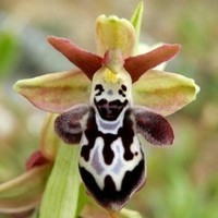 orchidee-rare-abeille-fleurs-sauvages