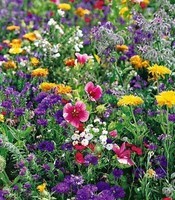melange-de-fleurs-pour-abeilles-bio