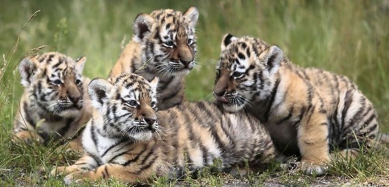 Bébé tigres