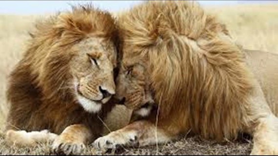 Couple de lions