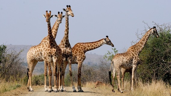 Girafes_groupe