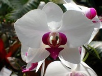 serre-orchidee_o1