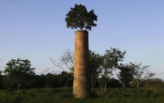 L'arbre perche de la Grande Asuncion au Paraguay