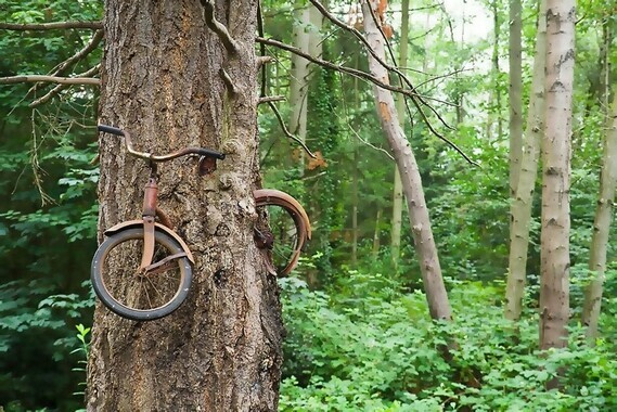 Le vélo dans l'arbre de l'île de Vashon à Washington