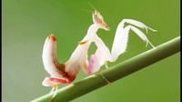 Mantis Orchid