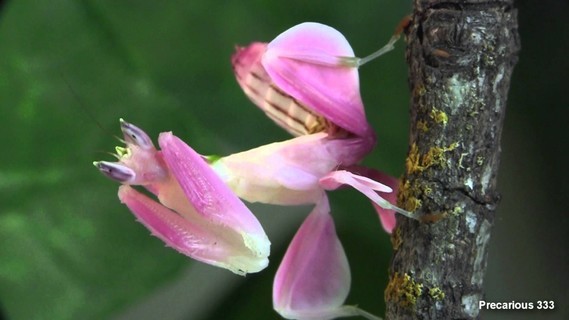 Mante Orchidée